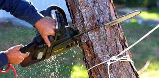 Best Tree Preservation Services  in Natchitoches, LA