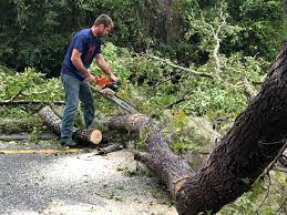 Best Tree Disease Treatment  in Natchitoches, LA