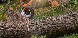 Best Commercial Tree Services  in Natchitoches, LA